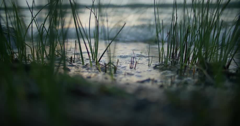 Views of leaves on the seashore with small waves touching them