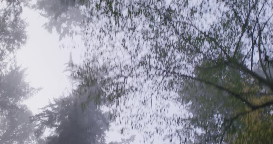 Tree leaves with cloudy sky during the day