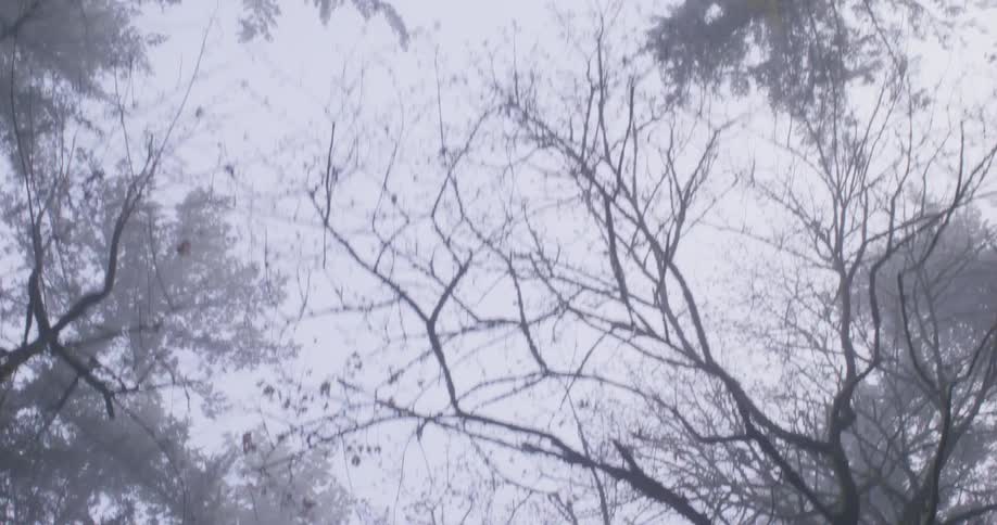 Heavy clouds are over the forest