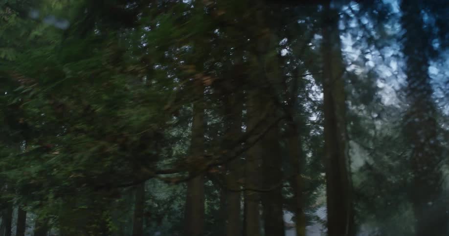 Tall trees inside a forest during the day