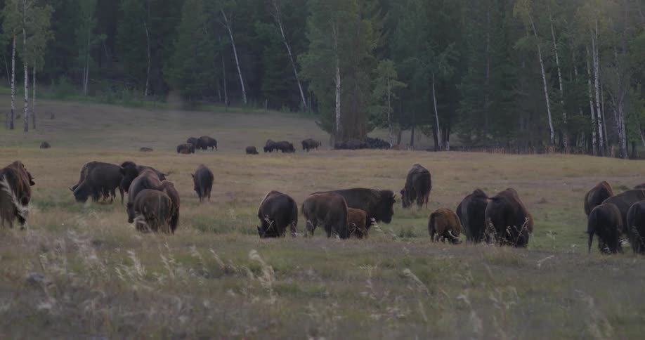 A herd of buffaloes in a pasture field during sunset