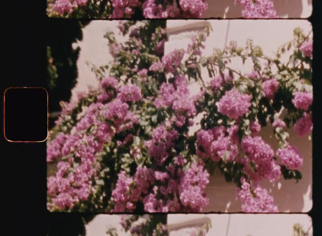 Pink roses amidst a wall