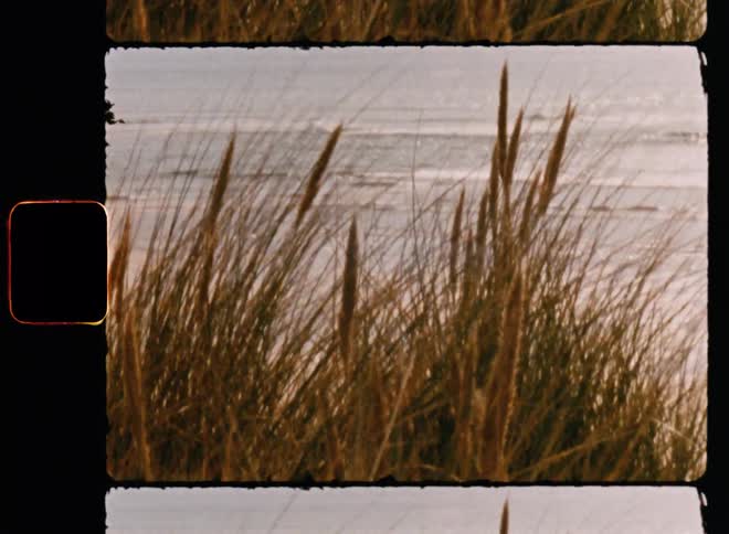 Several branches of grass are moving with the wind and behind there is a beach with sea waves breaking on the shore
