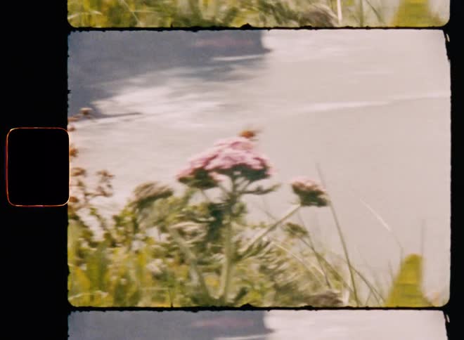 The wind is blowing the flowers around