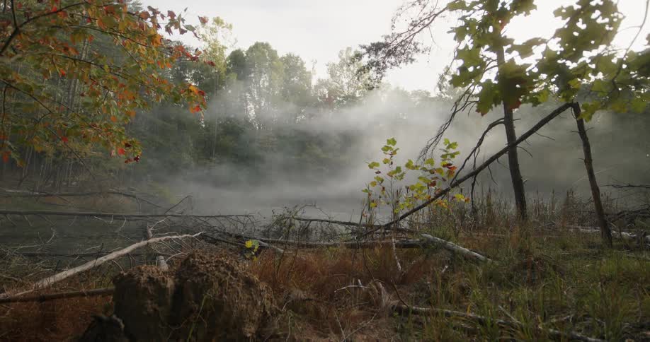 View of a forest with deforestation and a serene under it in daylight