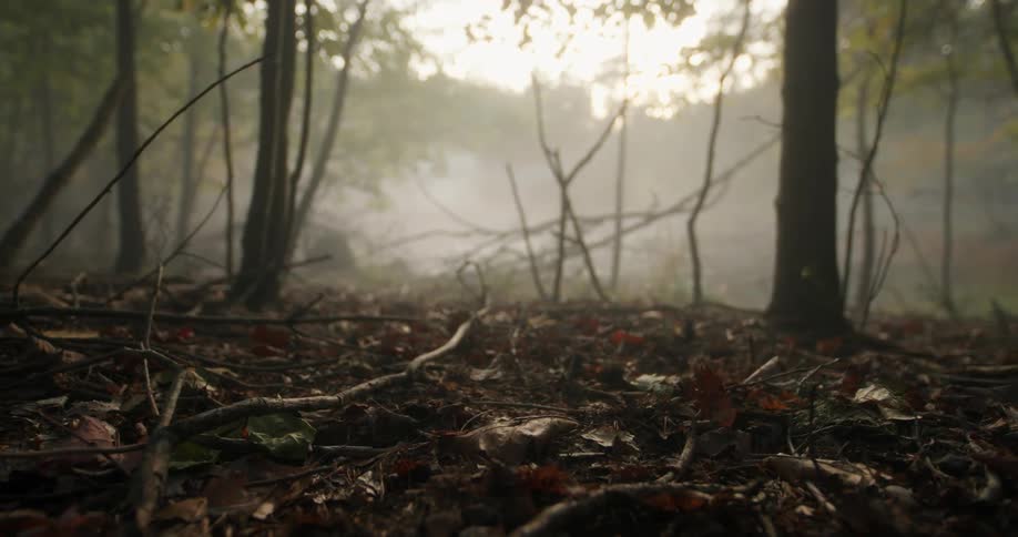 Groundlevel view of a forest floor with autumn leaves dry branches and mist with sunlight filtering through the trees