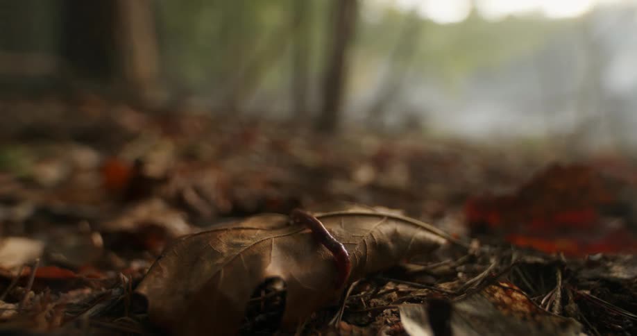 A close up clip of an earthworm moving on a fallen leaf
