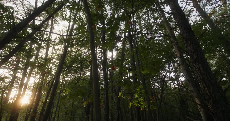 Several huge trees and strong sunlight between the trunks