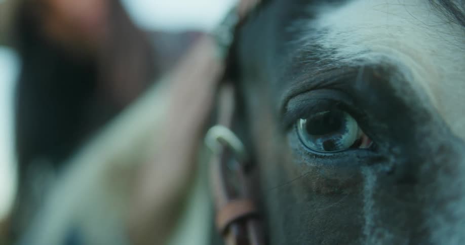 A face of a horse that is blinking its eyes