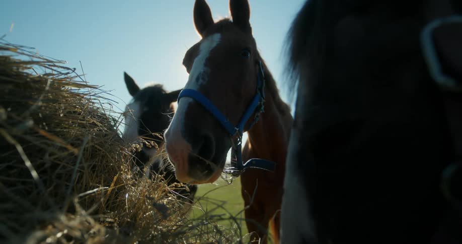 Three horses eating hay