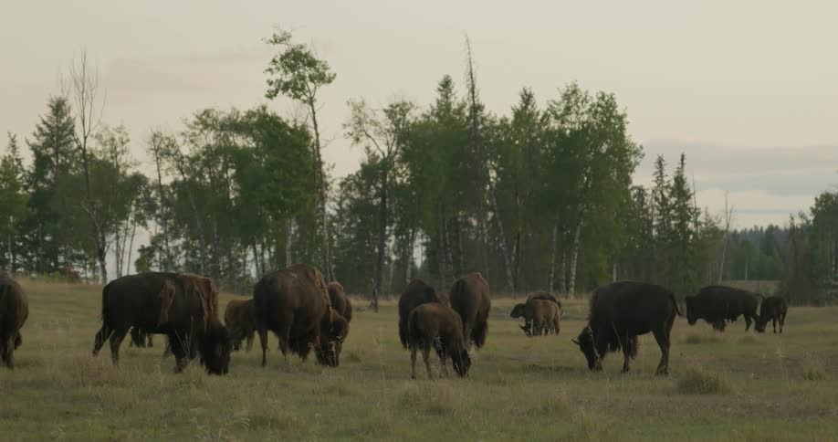Herd of cattle grazing in an open field