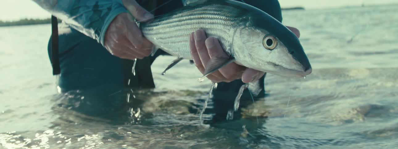 Closeup of hands holding a freshly caught striped fish above water with droplets falling from its body