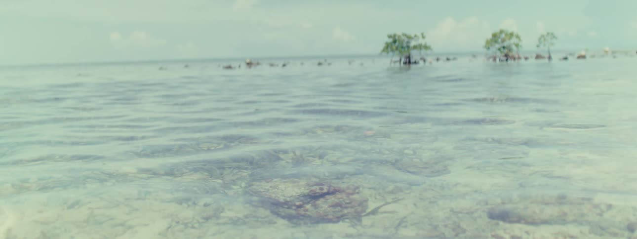 A paradisiacal beach with crystal clear waters during the summer