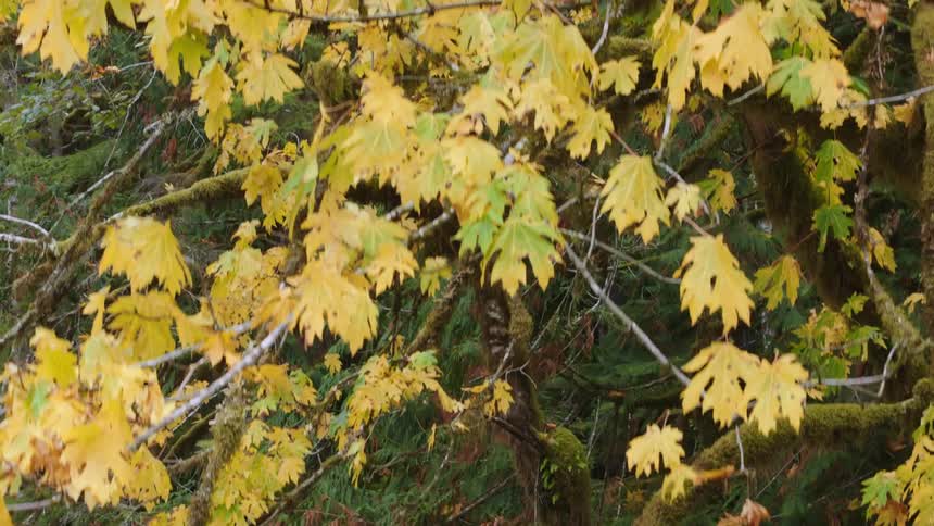Panning up a tree covered in yellow fall leaves