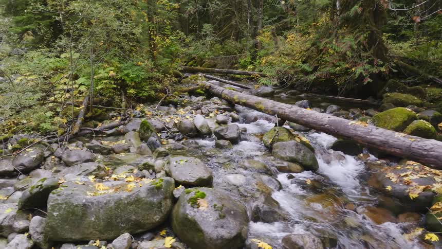 A stream with several stones and debris