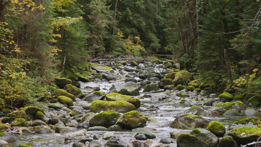 River flowing through a forest in fall