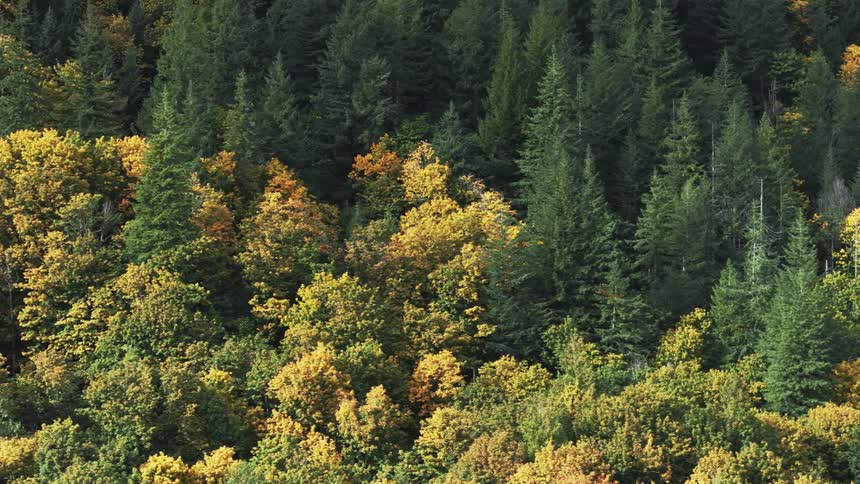 Aerial of a pine forest during autumn