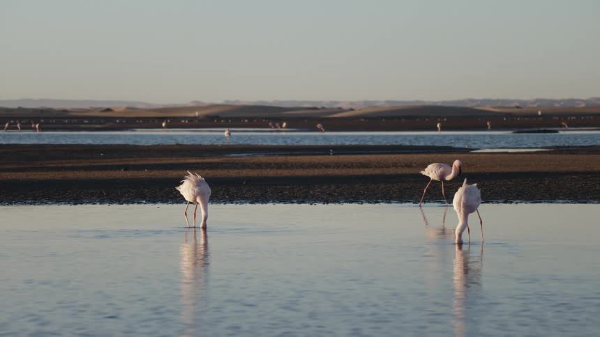 Three flamingos walking in the water