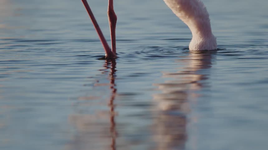 A flamingo is hunting for food in the water
