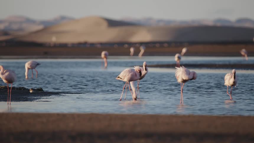 Several flamingos in the water in the desert refreshing themselves and searching for food