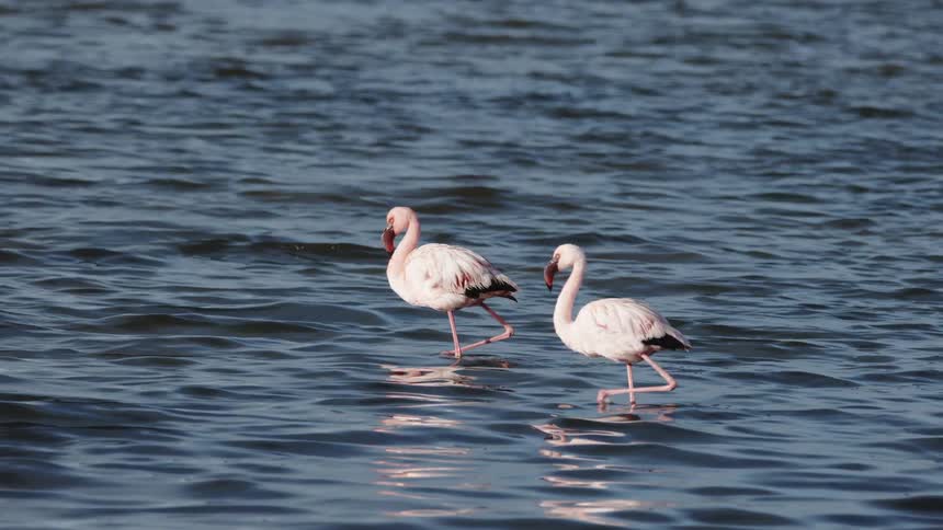 Two flamingos walking in the water