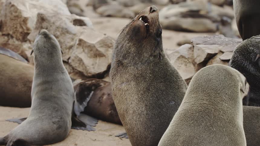 Seals fighting over territory