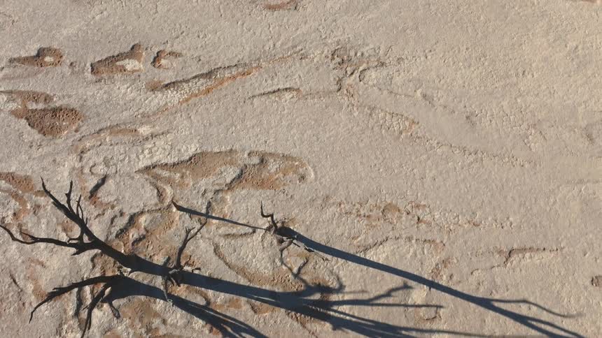 Dry trees in a region with desert soil