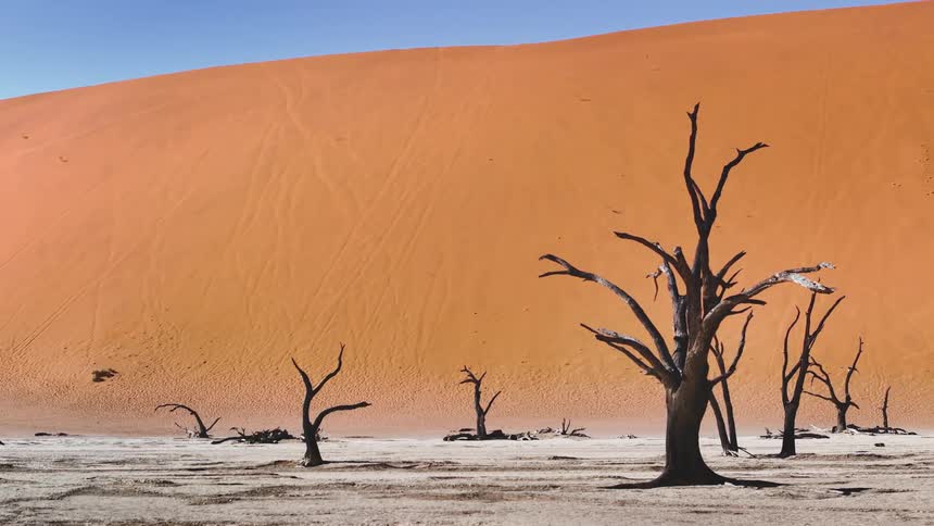 Blackened leafless trees sit on ashy ground near sand hill on clear day