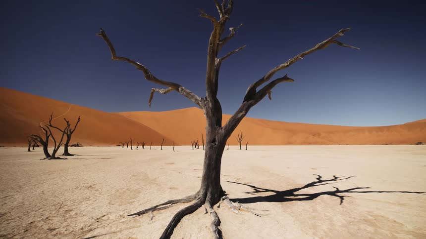 Dry trees in the desert during the day