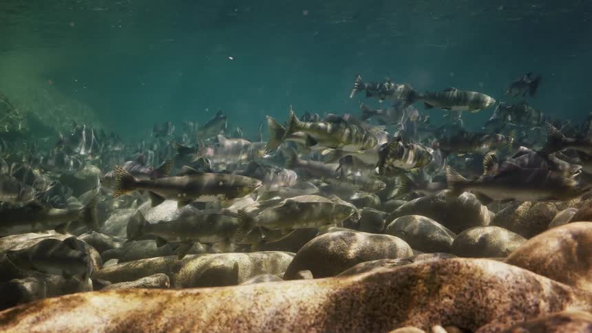 Many fish swimming close to rocks at the bottom of the sea