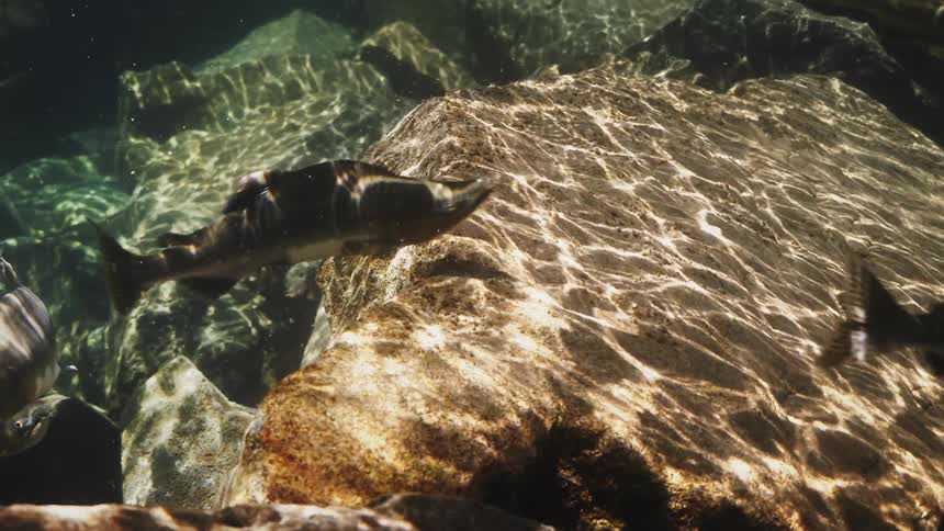 Several fish swimming to the right above a big rock at the bottom of the water