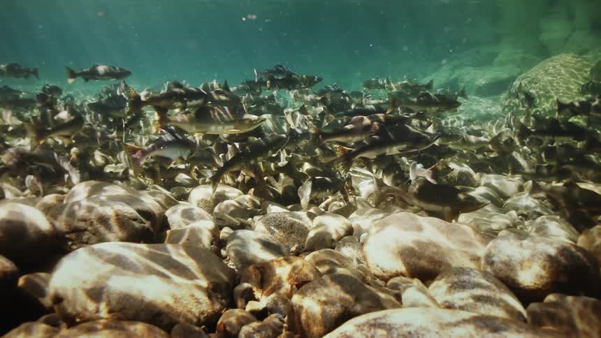 Several fish swimming in shallow water with rocks below