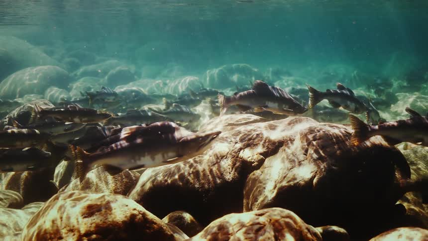 Several fish swimming near rocks that are at the bottom
