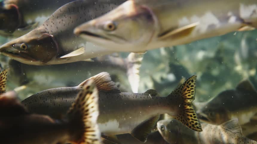 Close up of a herd of fish swimming in the river