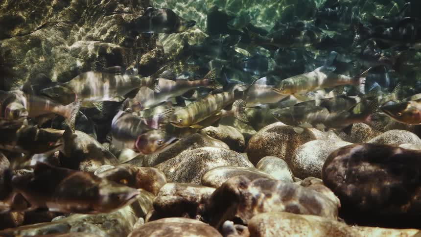 Fish swimming over large rocks and waves of light reflect the sun of them under the water