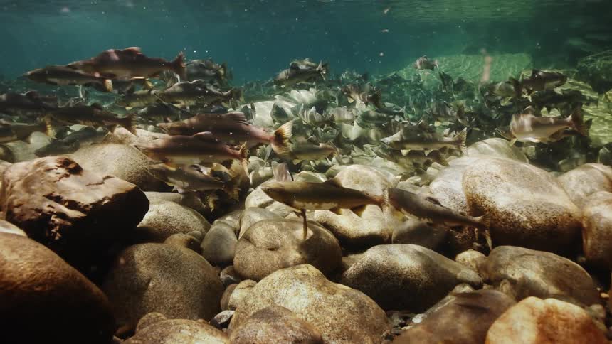 Several fish swimming in shallow waters near rocks at the bottom