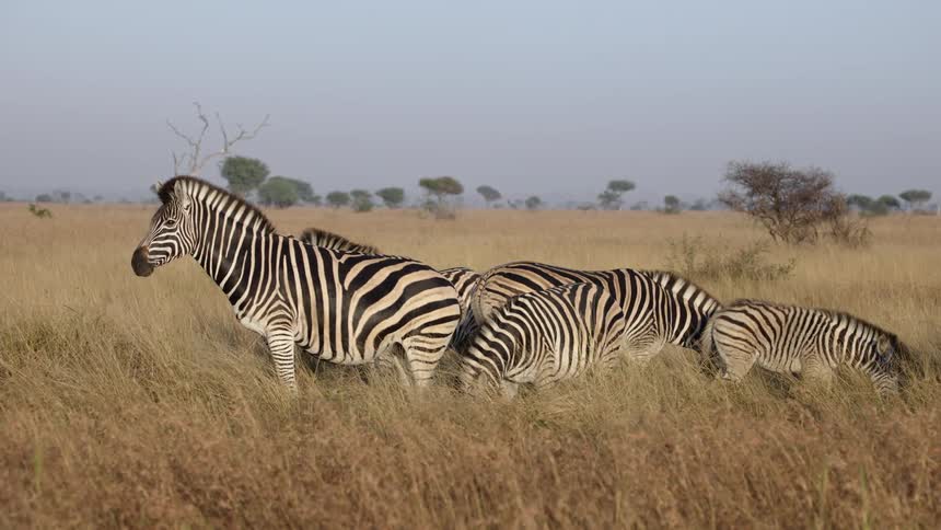 A group of zebras eating grass from a savannah