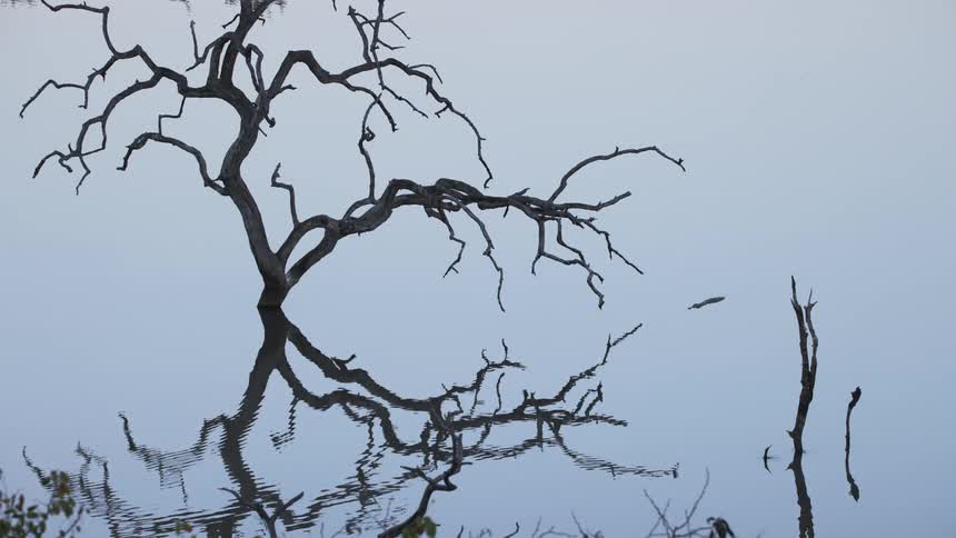The branches of a leafless plant above the water and creating a reflection