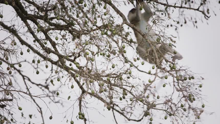 A monkey hanging from the tree branches in the forest