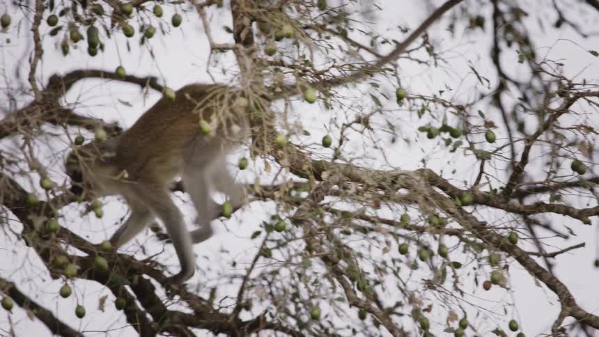 A monkey jumping on the tree branches in the forest