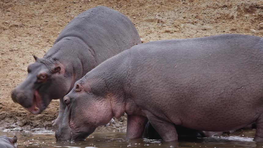 A clip of hippos feeding in the swamp