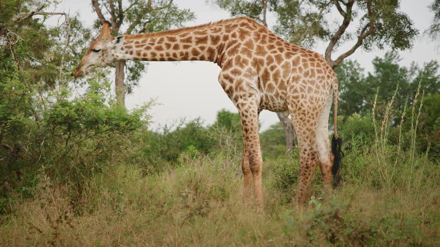 Giraffe feeding from bushes in the african savanna