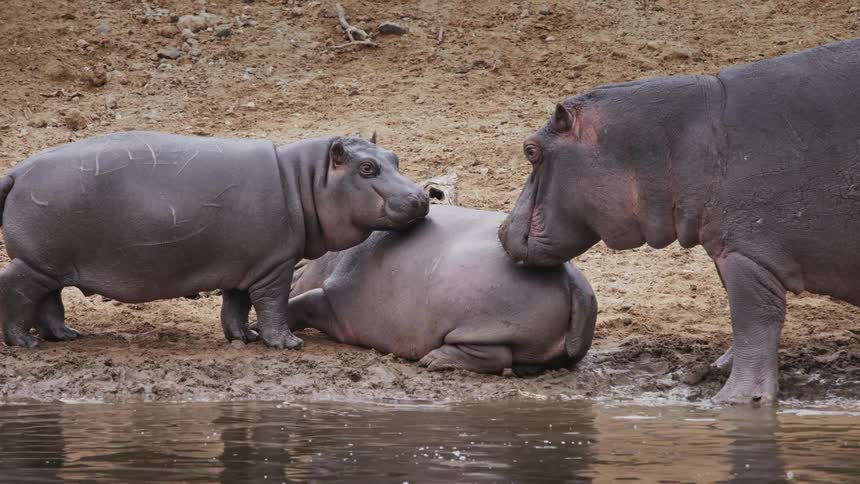 A group of hippos resting near the water
