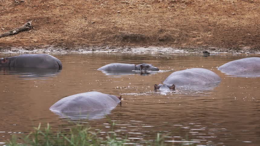 Hippopotamuses submerged in a lake in the jungle