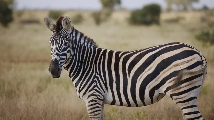 A zebra waging tail while standing in the wild at midday