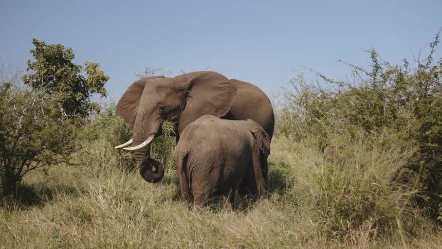 Elephants in a field during a sunny day