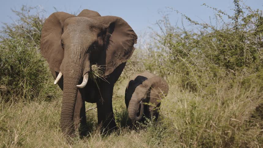 A mother and baby elephant grazing on wild grass