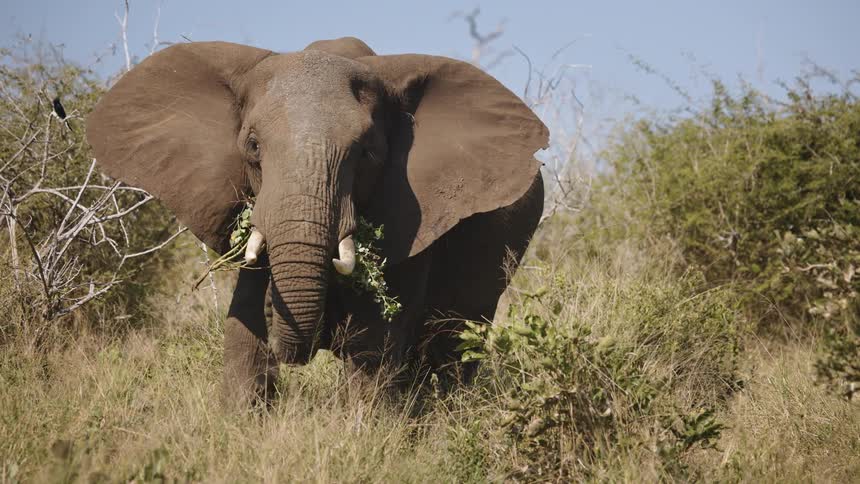 An elephant eating grass and opening its ears