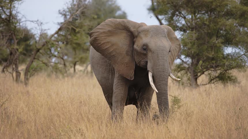A large elephant flaps its ears while eating dry grass from a field