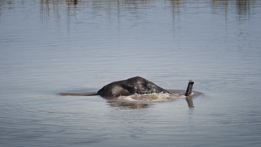 An elephant diving into the river in the savanna